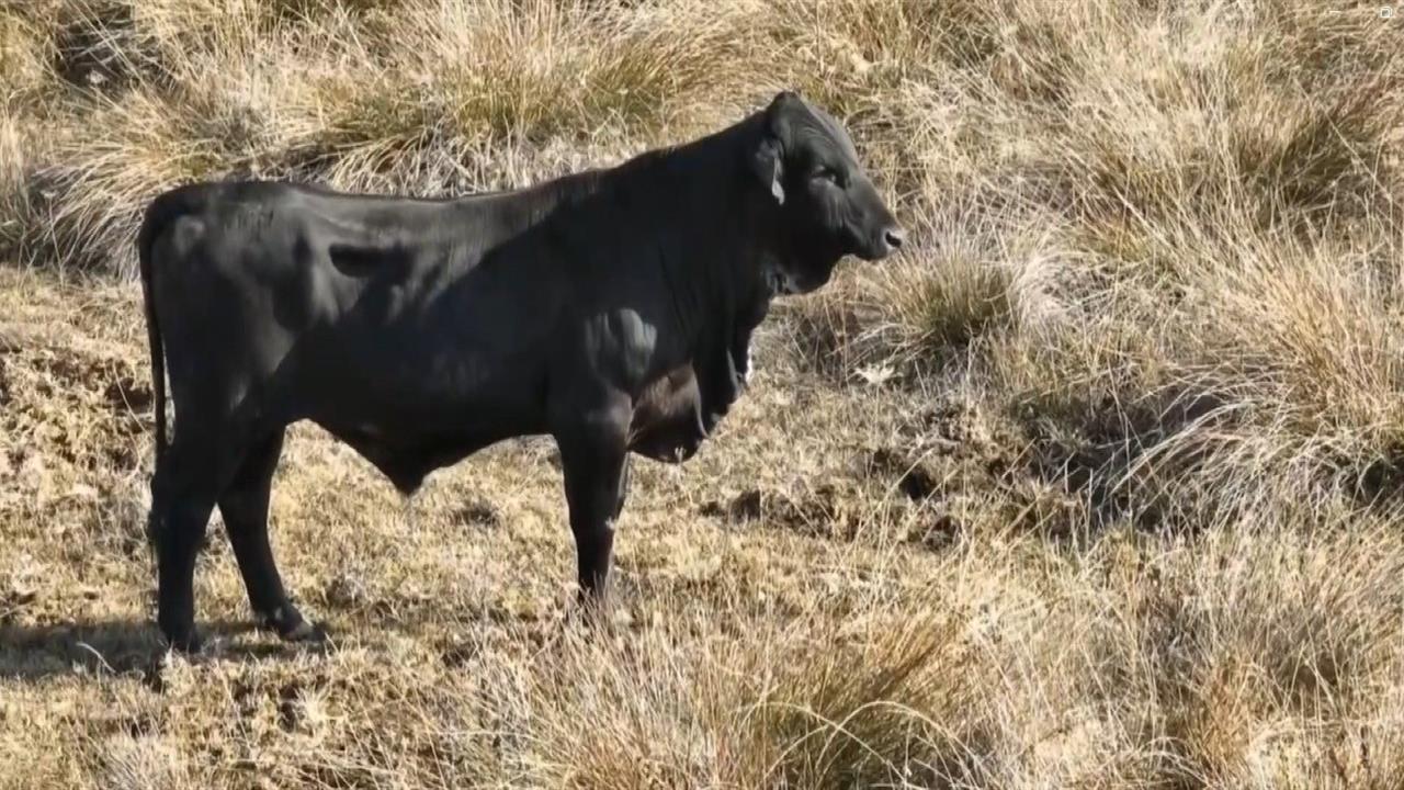 Erzincan Sazlıpınar Köyü'nde Bir Angus Kaçtı, Drone ile Görüntülendi