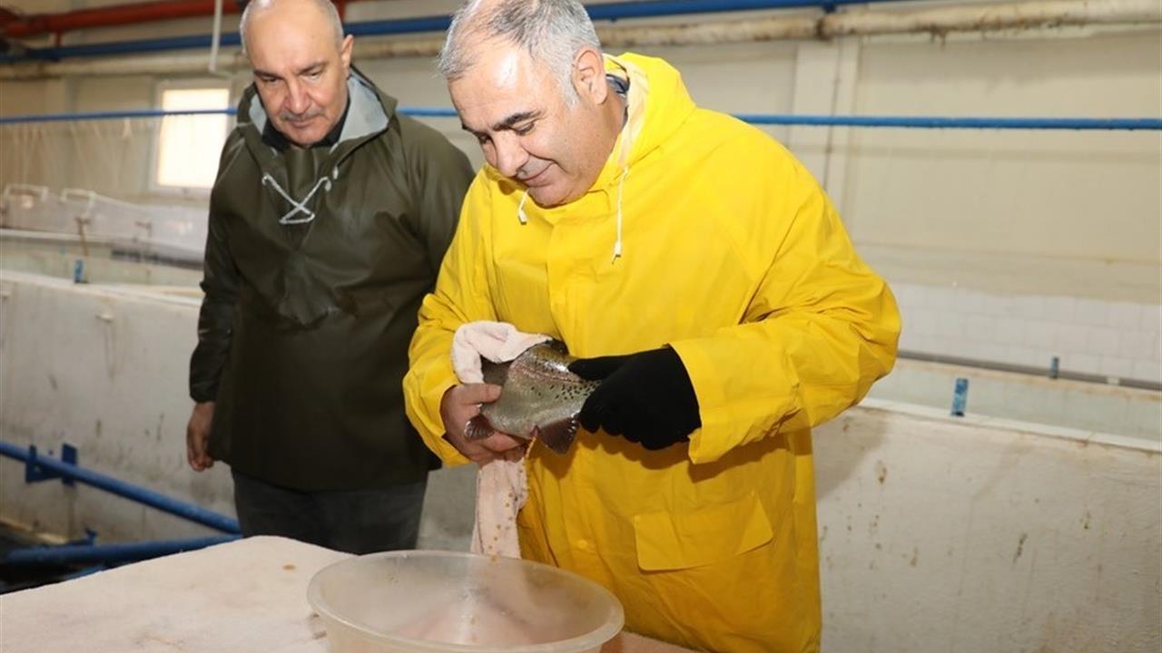 Elazığ Merkez'de Alabalık Sağım Çalışmaları Sürüyor, 5 Milyon Yumurtanın Elde Edilmesi Planlanıyor