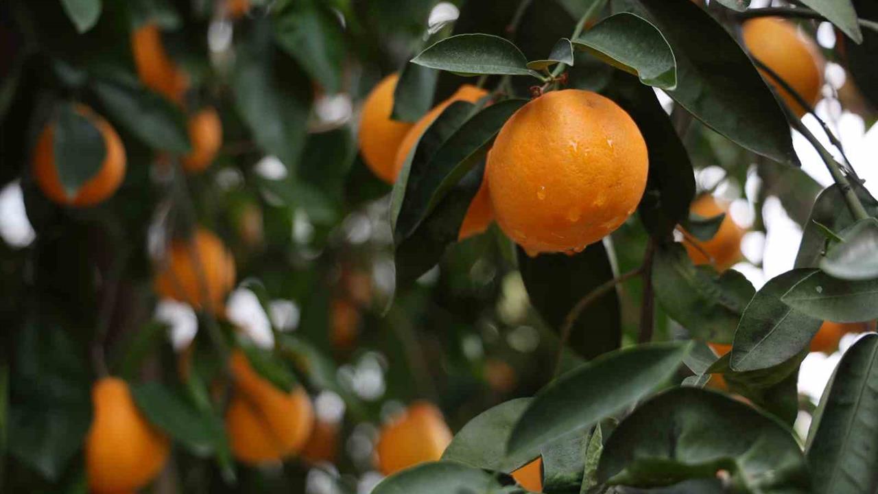 Adana'da 4 Gün Süren Yağmur, Çiftçilerin Yüzünü Güldürdü