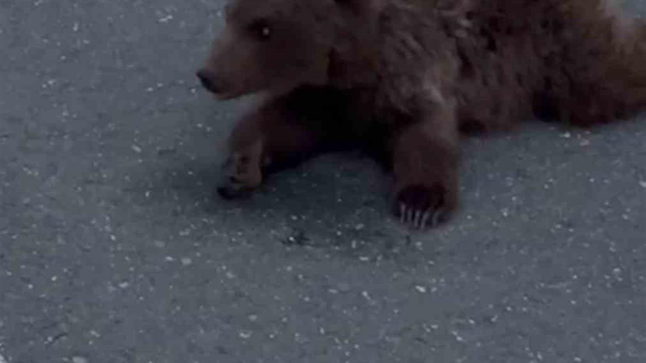 Karabük'te Yaralı Yavru Ayı, Doğa Koruma ve Milli Parklar Ekiplerine Teslim Edildi.
