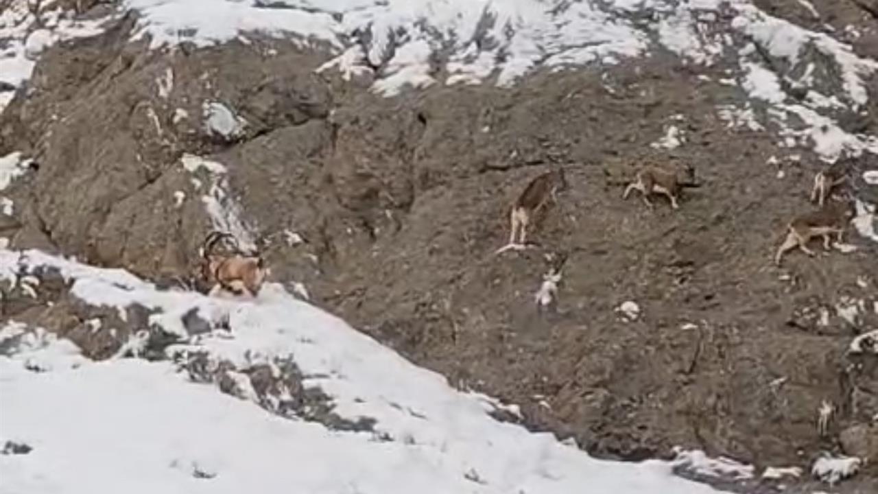 Hakkari Güzeldere'de Karla Kaplı Yamaçlarda Dağ Keçileri Görüntülendi