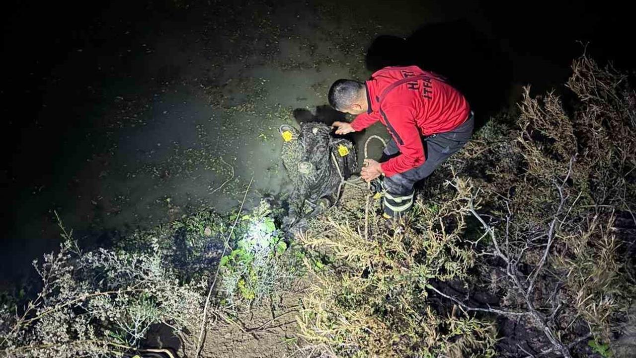 Hatay Antakya'da Su Kanalına Düşen Buzağı, İtfaiye Ekipleri Tarafından Kurtarıldı