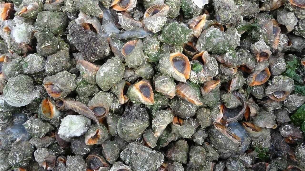 Karadeniz'de Deniz Salyangozu ve Taraklı Medüz Ekosistemi Tehdit Ediyor