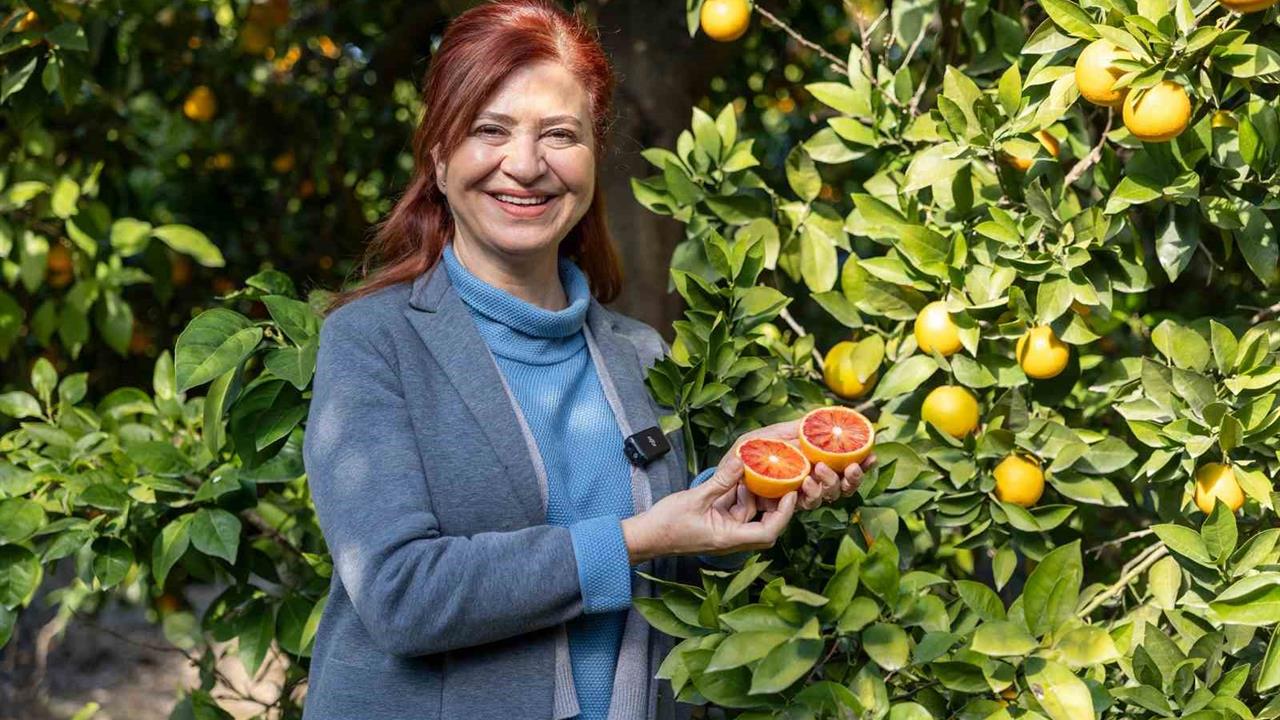 Mersin Yenişehir'de Kan Portakalı İçin AB Tescili Çalışmaları Başladı