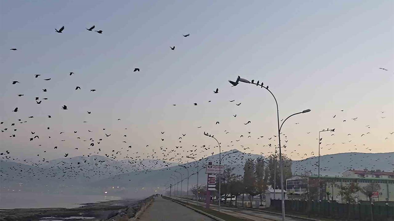 Tatvan'da Akşam Saatlerinde Binlerce Karganın Uçuşu İlginç Manzaralar Oluşturdu