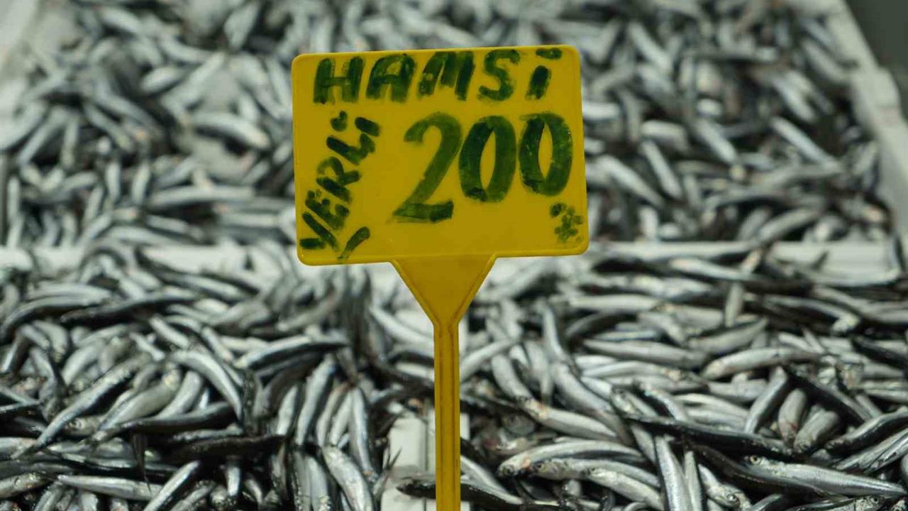 Samsun'da Hamsi Fiyatları 200 TL'ye Yükseldi