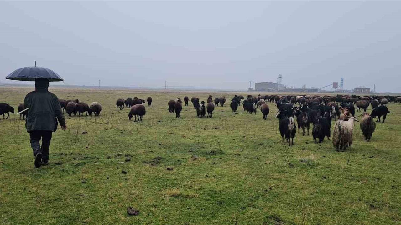 Muş Hasköy'de Hava Sıcaklıklarının Mevsim Normallerinin Üzerinde Olması Besicileri Mutlu Etti
