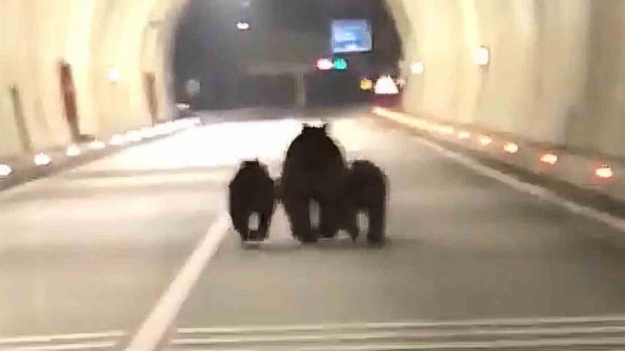 Bartın Amasra'da 1100 Metrelik Tünelde Üç Ayı Görüntülendi