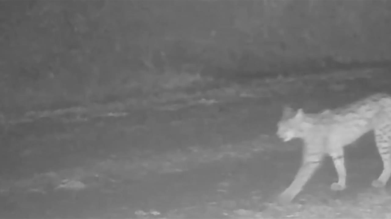 Çankırı Merkez'de Yerleştirilen Fotokapanlarla Vaşaklar Görüntülendi