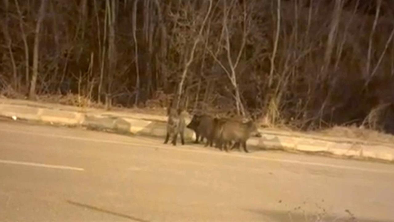 Hakkari Yüksekova'da Kış Aylarında Domuz Sürüleri Dikkat Çekti