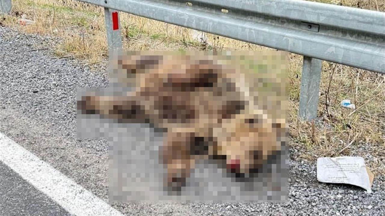 Hakkari'de Araç Çarpması Sonucu Ayı Telef Oldu