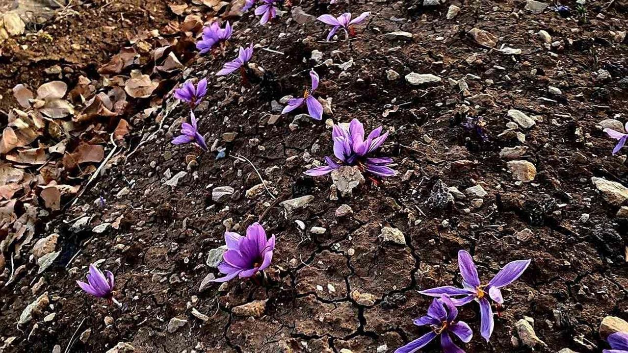 Siirt'te İlk Kez Safran Üretimi Gerçekleştirildi