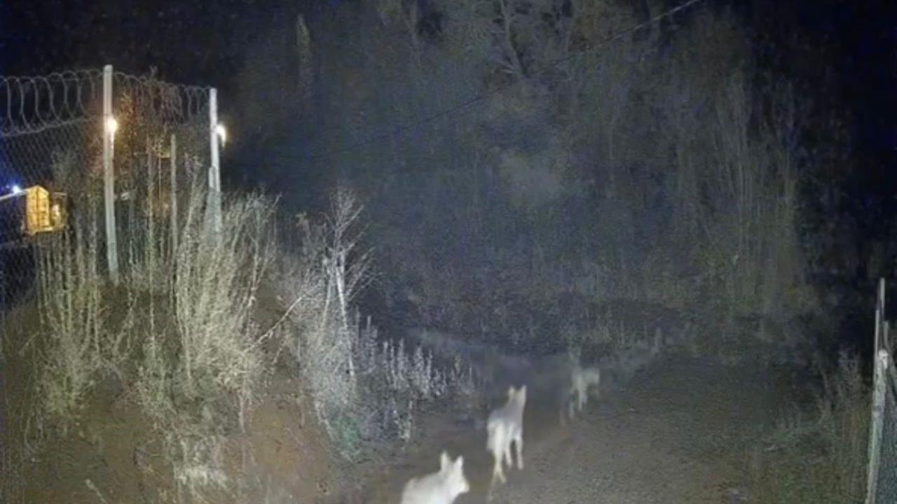 Elazığ Sivrice'de Gece Saatlerinde Kurt Sürüleri Görüntülendi