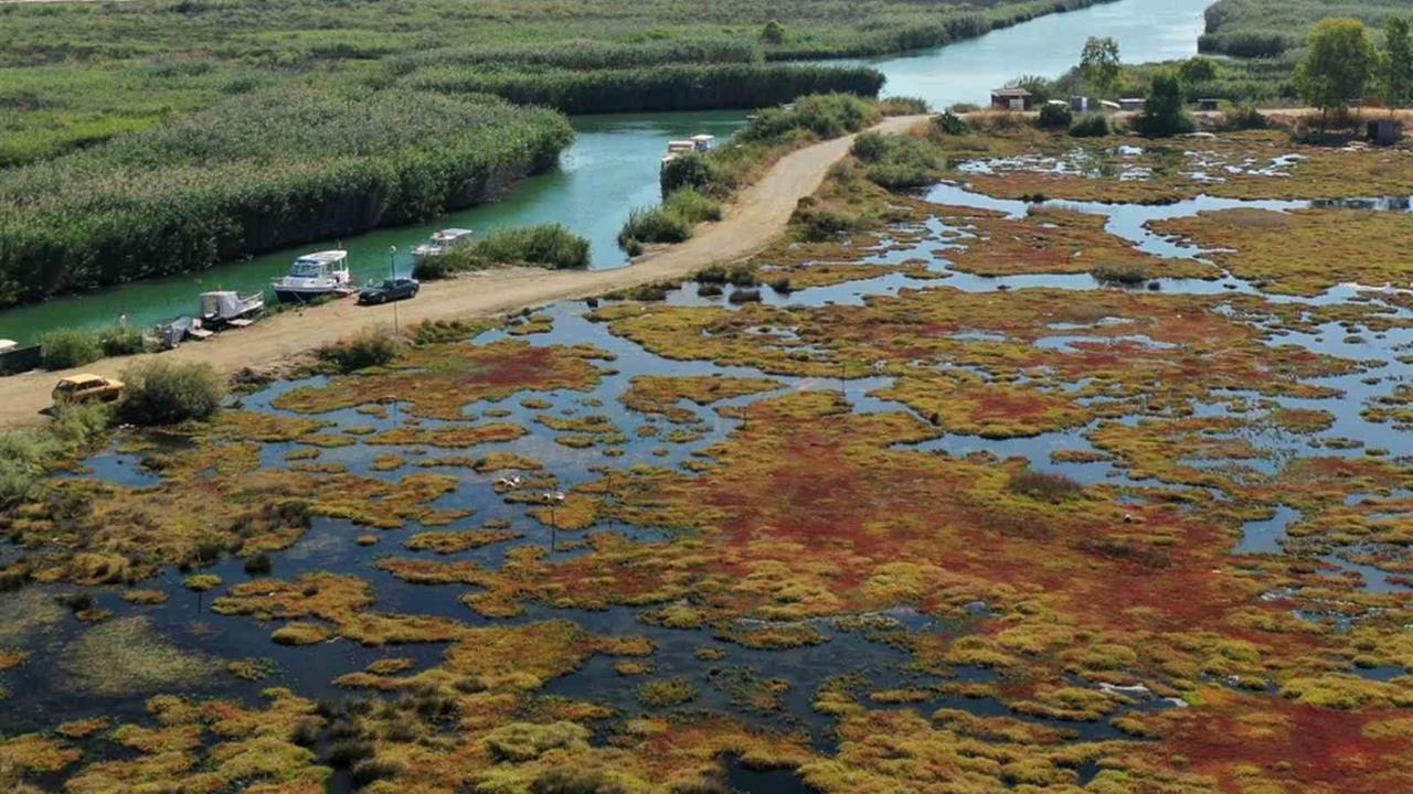 Muğla Ula'da Gökçe Sulak Alanı Yeniden Canlanıyor, Doğaya Katkı Sağlanıyor