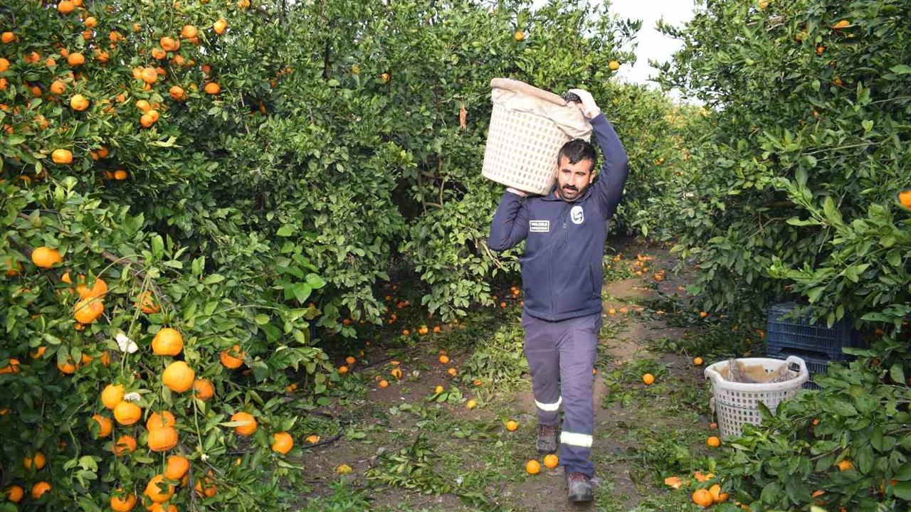 Hatay'da Ücretsiz Dağıtılan 320 Ton Mandalina İhtiyaç Sahiplerine Ulaştı