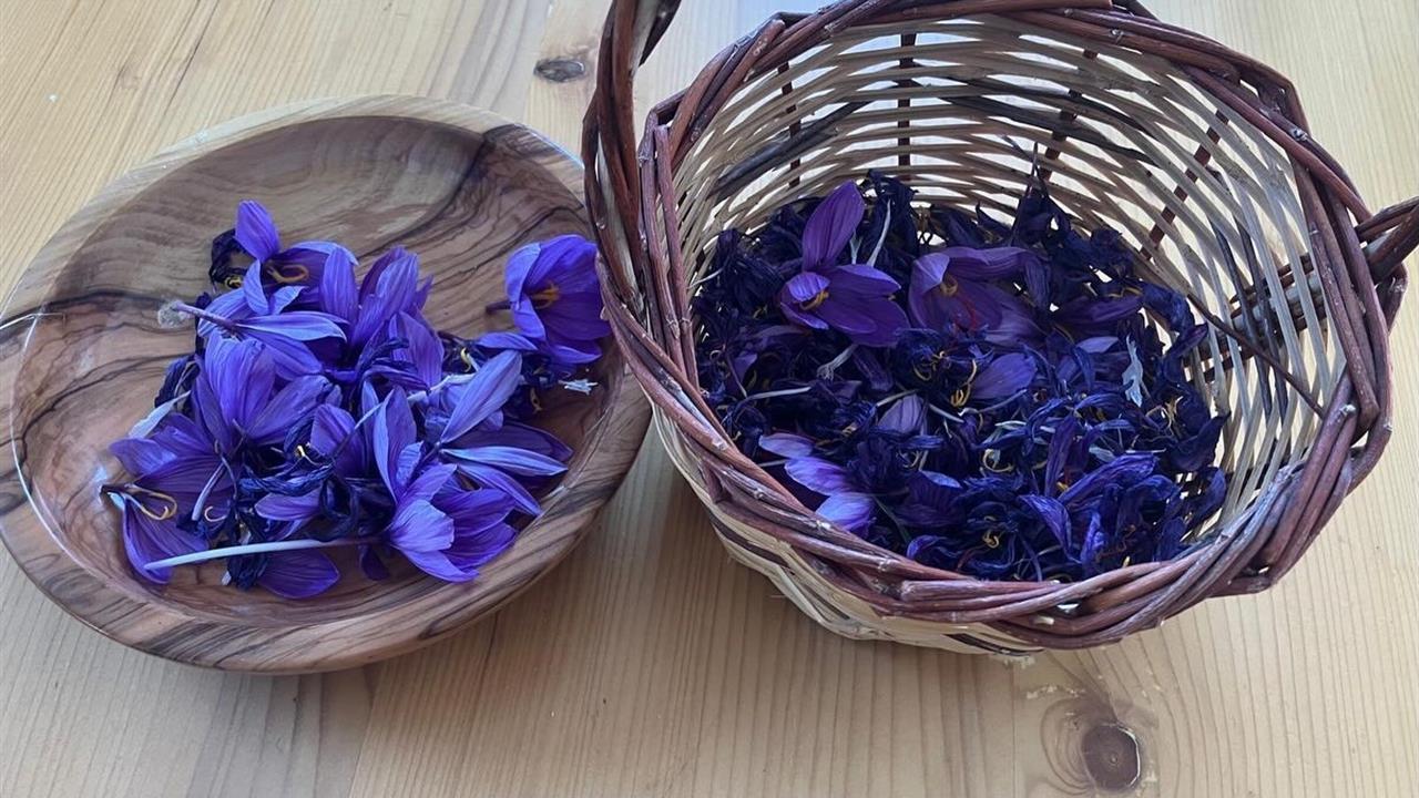 Osmaniye'de Safran Üretimi Artış Gösteriyor, Çiftçilere Destek Devam Ediyor