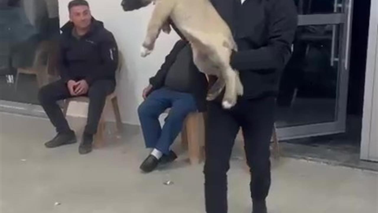 Denizli Çivril'de Düğün Hediyesi Olarak 100 Bin TL'lik Köpek Verildi