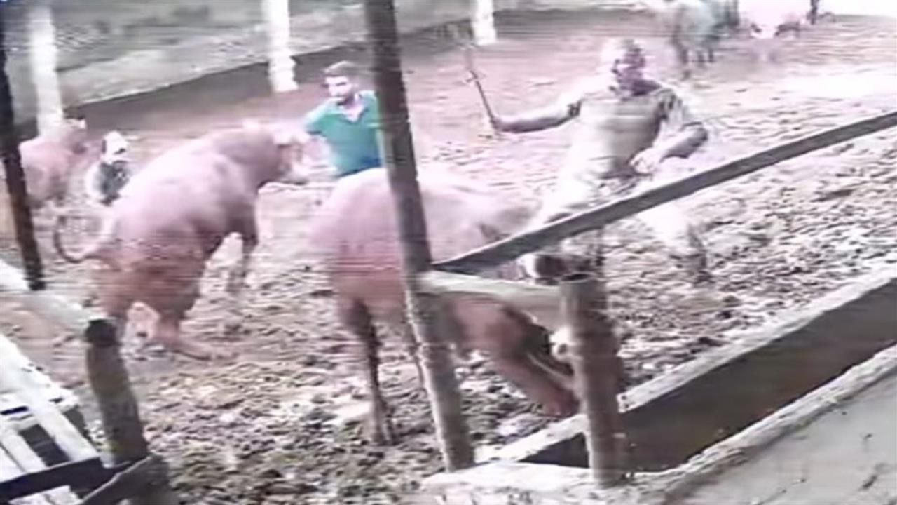 Amasya Suluova'da Çiftlikte Boğanın Darbesiyle Besici Yerde Kaldı