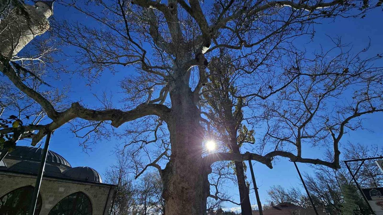 Elazığ Harput'taki 300 Yıllık Çınar Ağacı Yıllara Meydan Okuyor