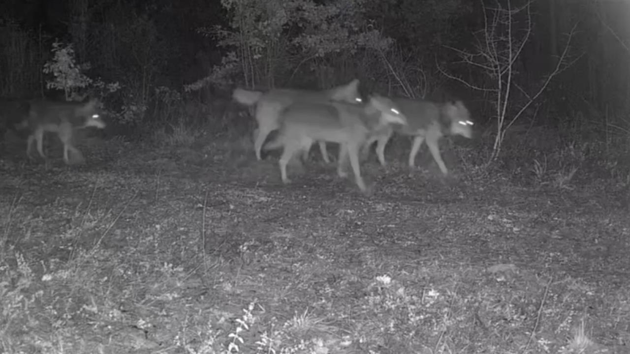 Karabük Ovacık'ta Yaban Hayatı Kameraya Yansıdı