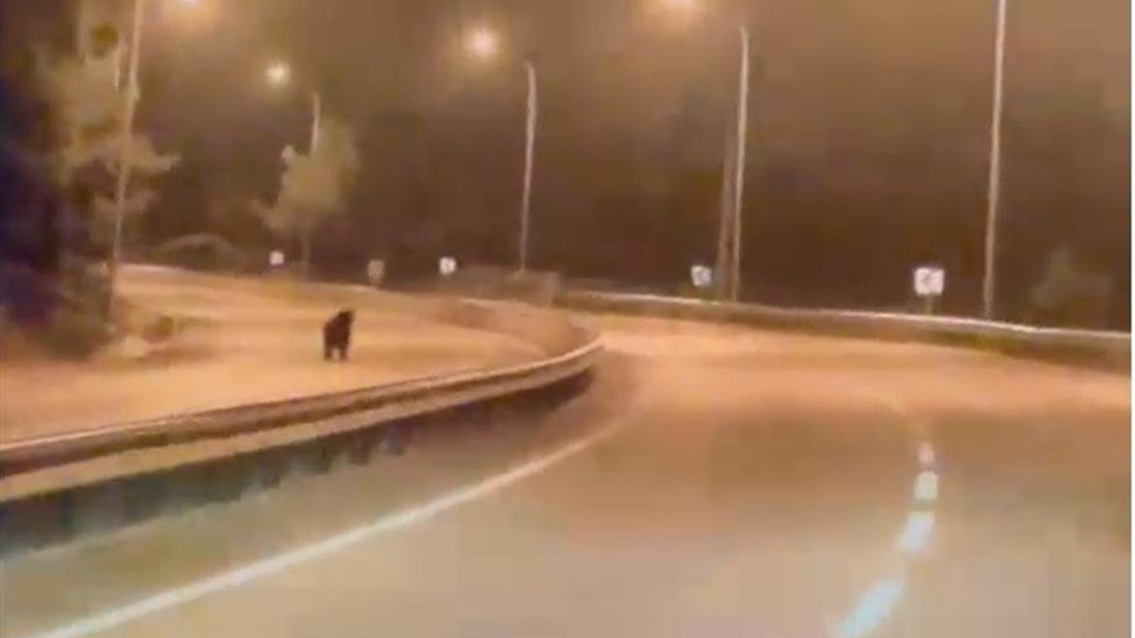 Bilecik Merkez'de Ayının Ana Yola İndikten Sonra Ormana Döndüğü Görüntülendi