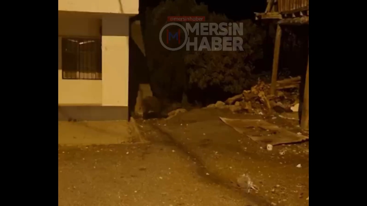 Mersin Yemişkumu'nda Yiyecek Arayan Domuzlar Sokaklarda Görüntülendi