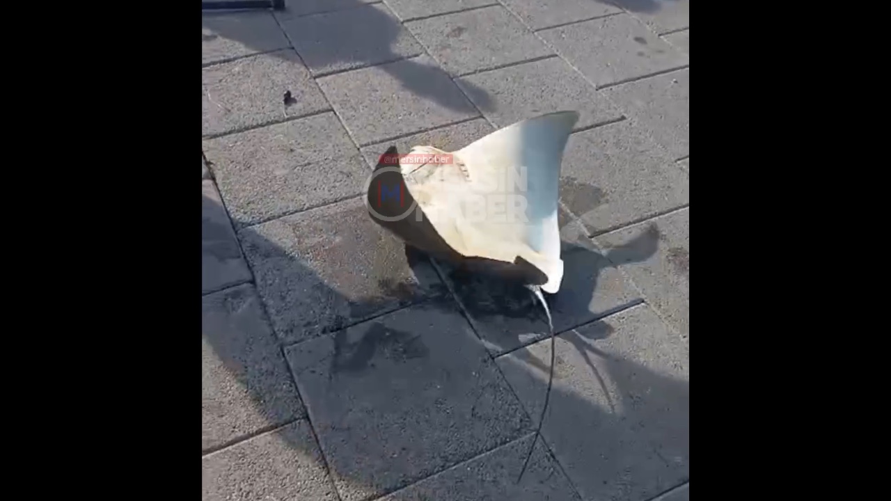 Mersin Atatürk Parkı'nda Amatör Balıkçı Vatoz Yakaladı.. Video Haber