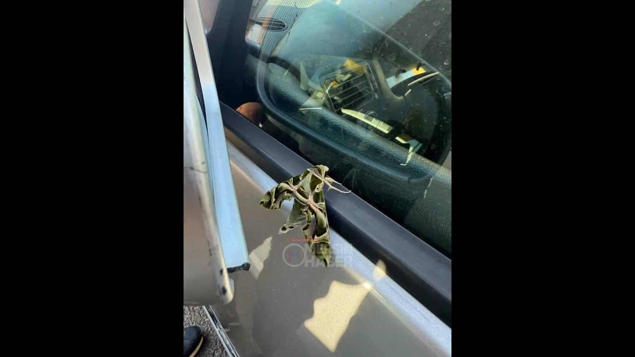 Mersin Akdeniz'de Araç Üzerinde Mekik Kelebeği Görüntülendi. Video Haber